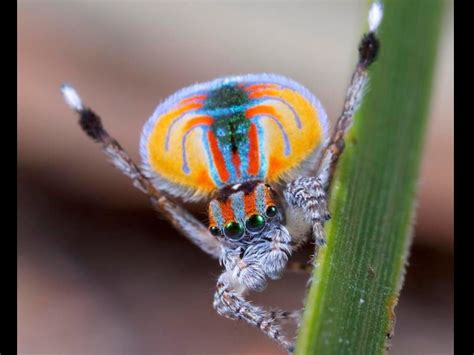 Australian Peacock Spider Pics