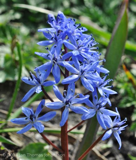 A very easy to grow bulb that are great for naturalising. Scilla bifolia 2 Lund Bot Garden | Idées de tatouages, Idee
