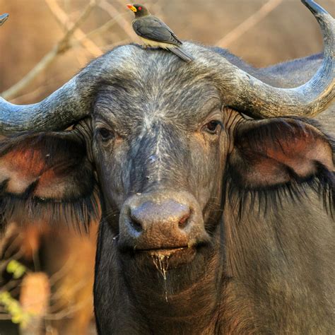 Indian Buffalo The Unsung Hero Of Indian Milk Industury │ Water