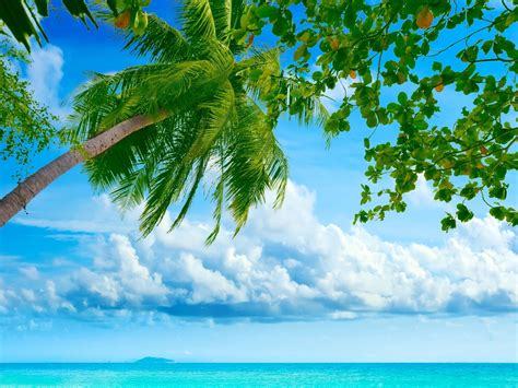 2048x1536 Palm Tree Leaves Sky Tropics Wallpaper Coolwallpapersme