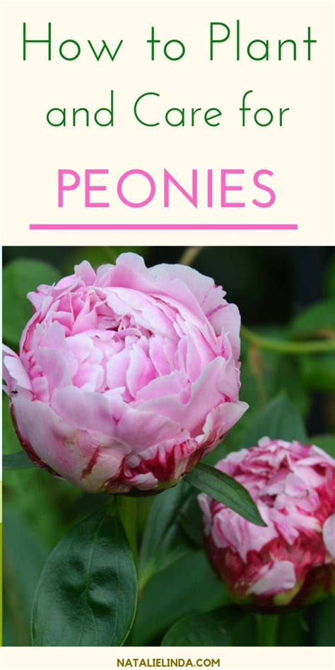 How To Plant And Care For Peonies Natalie Linda Peony Care Peonies