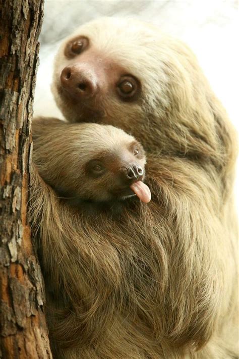 Pin By Heather Banks On Phhhhbbtt Animals Cute Animals Sloth