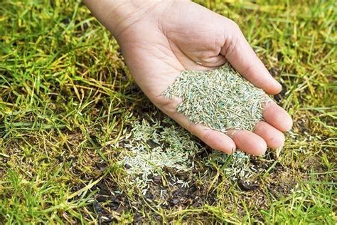 Maybe you would like to learn more about one of these? How Long for Grass Seed to Germinate: The Surprising Truth