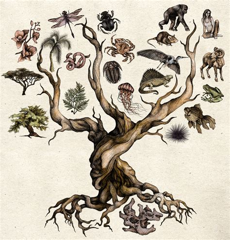 Darwins Tree Of Life On Behance