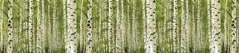 Birch Trees Xxl Wallpaper Buy Online Happywall