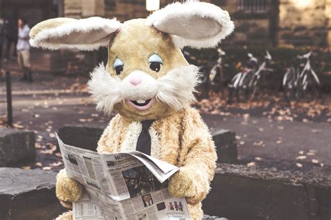 Bunny Reading Royalty Free Hd Stock Photo And Image