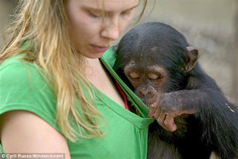 Curiosity Gets The Better Of Two Year Old Chimpanzee As He Peeks Down