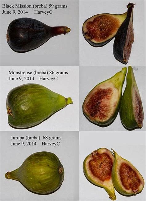 Figs Photo Collection Around The World Breba Figs