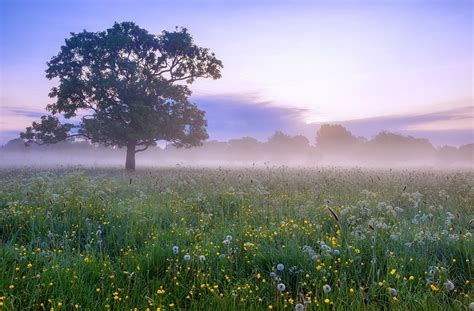 Meadow Full Hd Wallpaper And Background 2048x1347 Id541363
