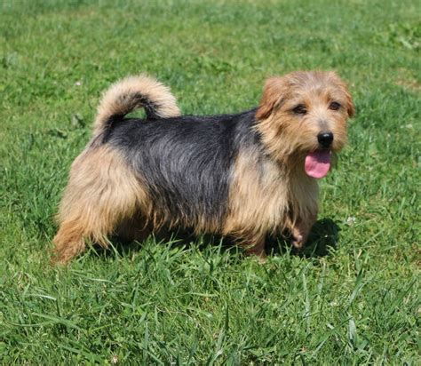 The norfolk terrier is a british breed of dog. origine norfolk terrier - Les races de chiens et leurs ...