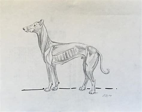 Dog Anatomy Drawing By Alejandro Lopez Tasso