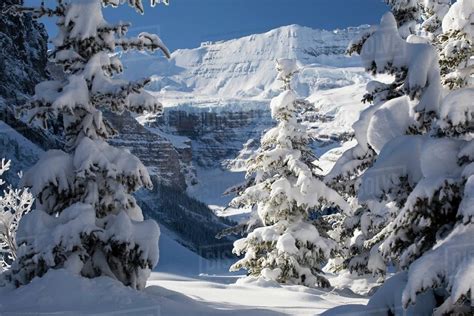 Snow Covered Mountain Framed By Snow Covered Evergreen