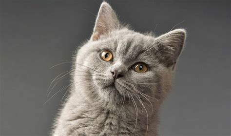 British Shorthair Cat Breed Information British