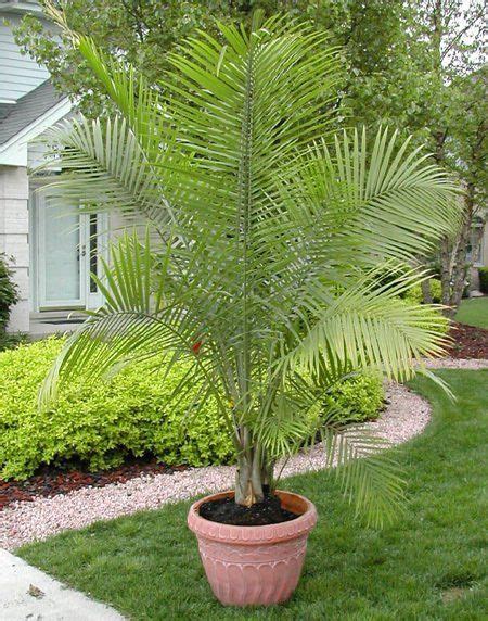 Majesty Palm Garden Plant Palm Trees Chicago Garden Designers