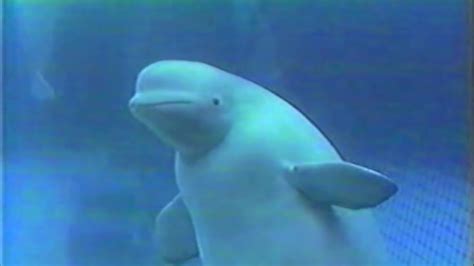 Beluga Whale Blows A Bubble Ring Then This Happens Youtube