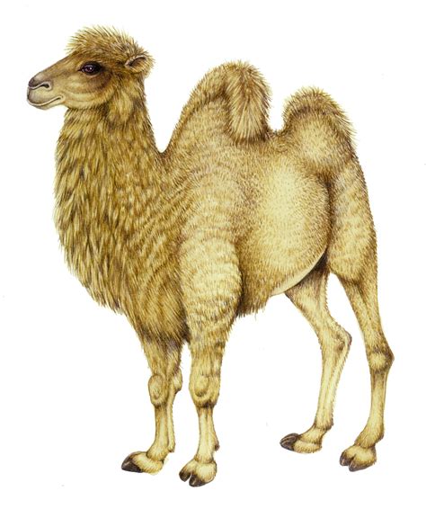 Bactrian Camel Camelus Bactrianus Lizzie Harper
