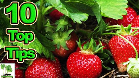 10 Tips To Grow The Best Strawberries Ever Gardening Gardens