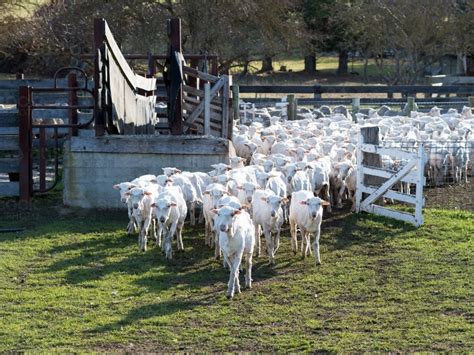 Image Of Newly Shorn Sheep Leaving Their Pen Through A Gate Austockphoto