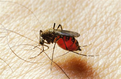 10 Tips For How To Avoid Mosquito Bites Dengue In Asia