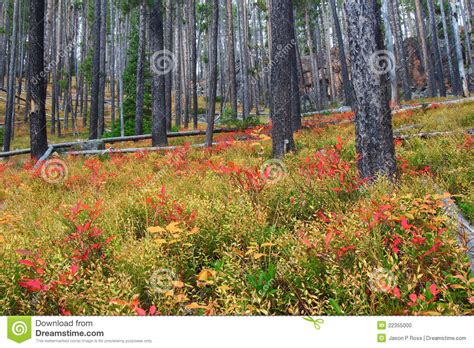 Lewis And Clark National Forest Montana Stock Photo Image Of