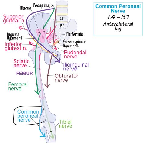 Gross Anatomy Glossary Peroneal Nerve Aka Fibular Nerve Draw It To