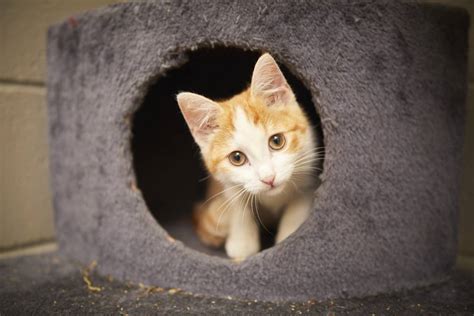 These Cute Kittens Are Looking For A Place To Call Home