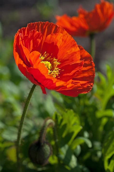 Iceland Poppy By Gillbell Redbubble