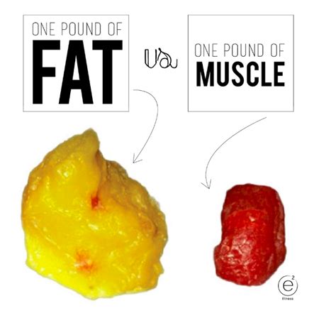 One Pound Of Fat Vs One Pound Of Muscle