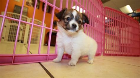Fantastic Sable And White Papillon Puppies For Sale Near