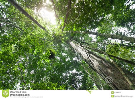 Tropical Rain Forest With Green Treesnature Green Wood Sunlight Stock