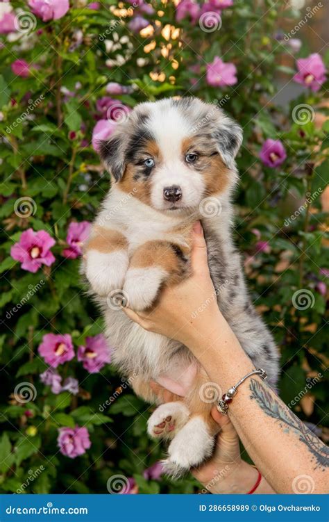 Beautiful Australian Shepherd Puppy In Owners Hand Stock Image Image