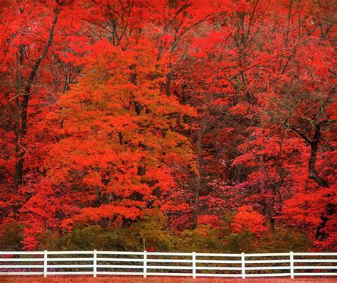 Brilliant Red Fall Foliage Autumn In Grantwood Missouri Fall