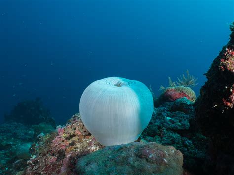 Magnificent Sea Anemone Heteractis Magnifica Rickard Zerpe Flickr