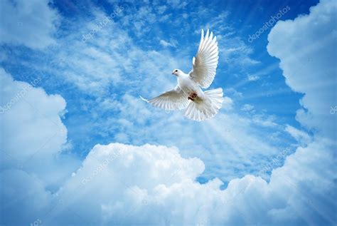 Beautiful Dove In A Blue Sky Symbol Of Faith Stock Photo By ©bolina
