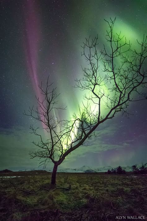 Fenomena alam aurora aurora adalah sebuah fenomena alam yang dimana munculnya gejala alam yang terlihat dari cahaya yang menari indah di langit fenomena alam begini penampakan aurora dari luar angkasa. Pemandangan Langit Aurora - Gambar Viral HD