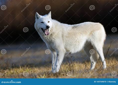 Hudson Bay Wolf Canis Lupus Hudsonicus Subspecies Of The Wolf Canis