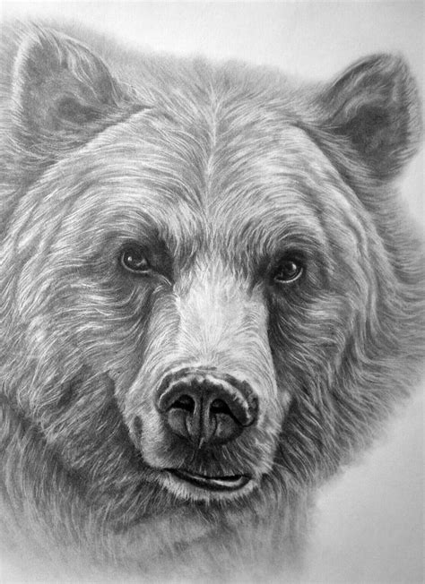 Beautiful Grizzly Bear Drawing Bear Paintings Pencil Drawings Of