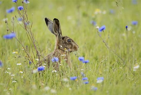 Rabbit Flower Summer Bunny Rodent Field Animal Hd Wallpaper Peakpx