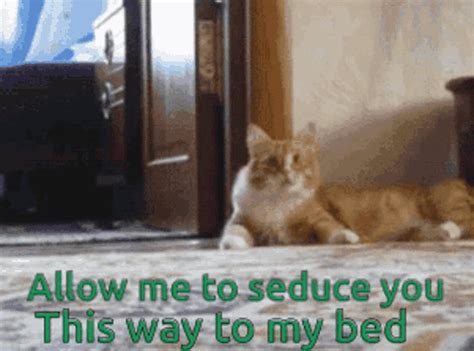 Allow Me To Seduce You Cat  Allow Me To Seduce You Cat Walking Discover And Share S