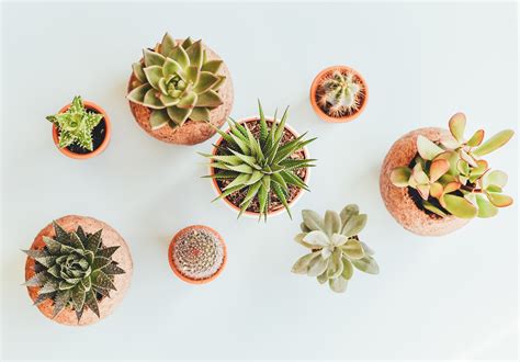 We did not find results for: cactus, Plants Wallpapers HD / Desktop and Mobile Backgrounds