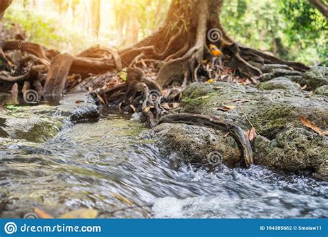 Stream River Fast Landscape With Tree Forest Rocks Beautiful Scenery