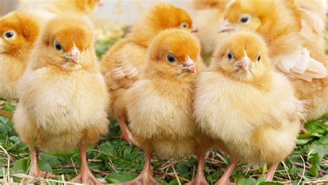 Enterica is the type species and is further divided into six subspecies that include over 2. Almost 100 sick in Salmonella outbreak linked to backyard ...