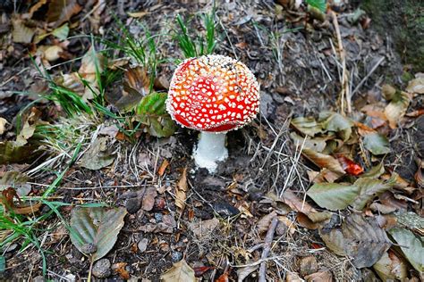 Fly Agaric T Toxic Mushroom Red Autumn Forest Nature Red Fly