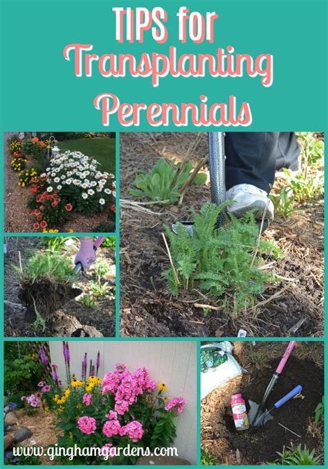 Gardening Tips For Transplanting Perennials