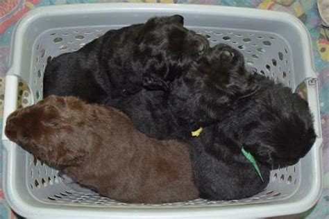 It takes them around two years to complete this is how ticks complete their life cycle. How Fast Does a Newf Puppy Grow?