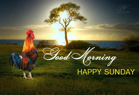 Good Morning Happy Sunday Morning Premium Wishes