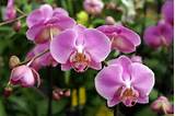 Photos of Orchid Flower Names