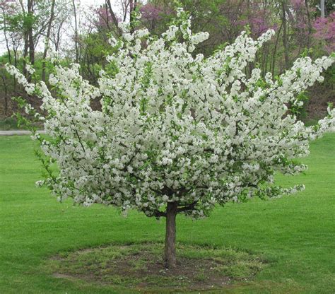 Types Of Ornamental Crabapple Trees Vehement Blogsphere Pictures Library