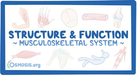 Musculoskeletal System Structure And Function Osmosis Video Library