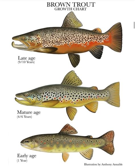 Brown Trout Growth Chart Rcoolguides